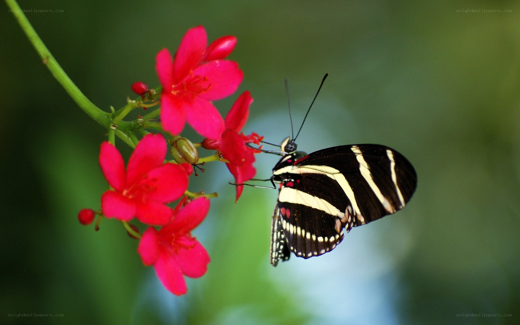Butterfly on red flowers