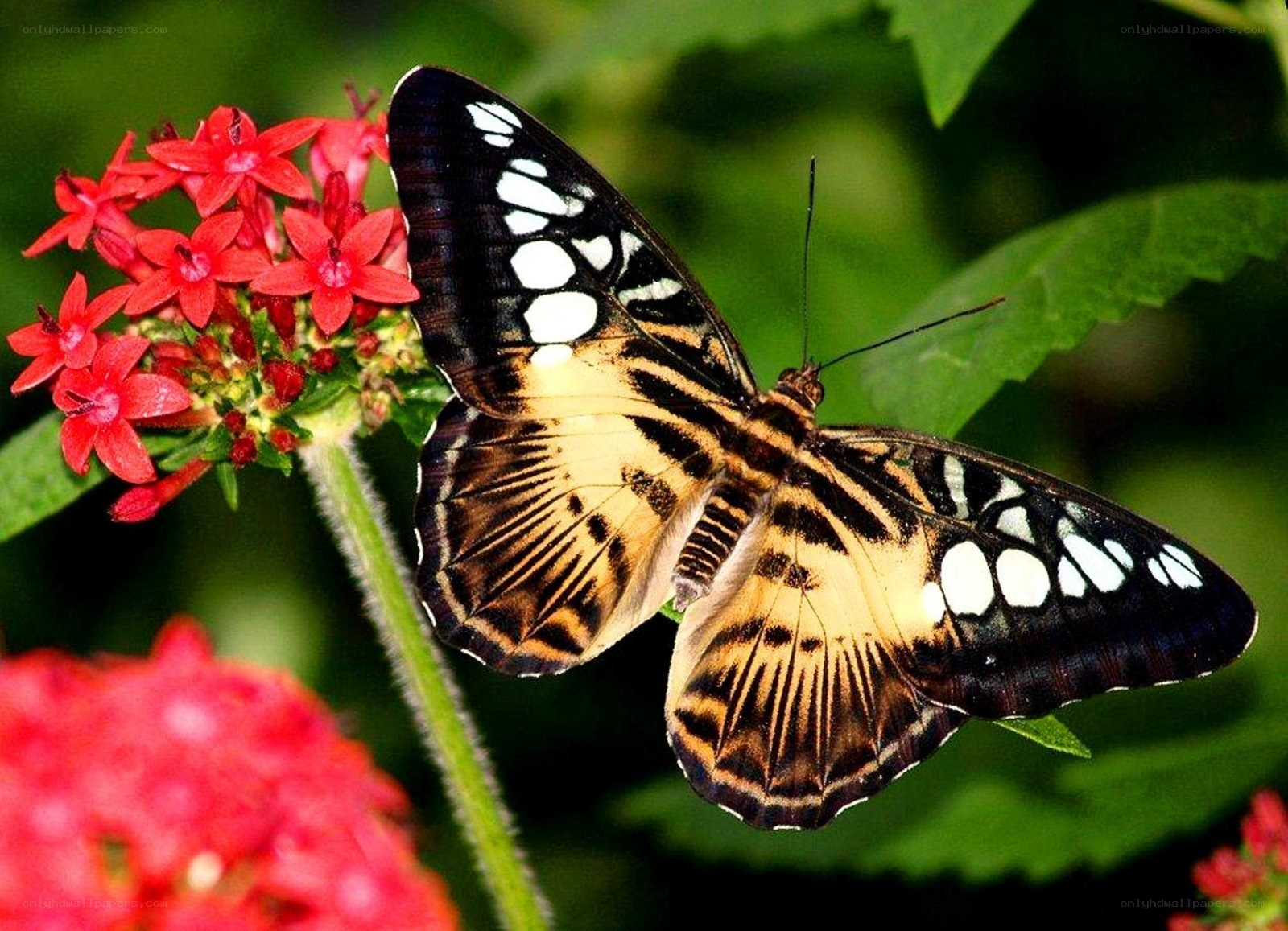 butterfly on red flowers