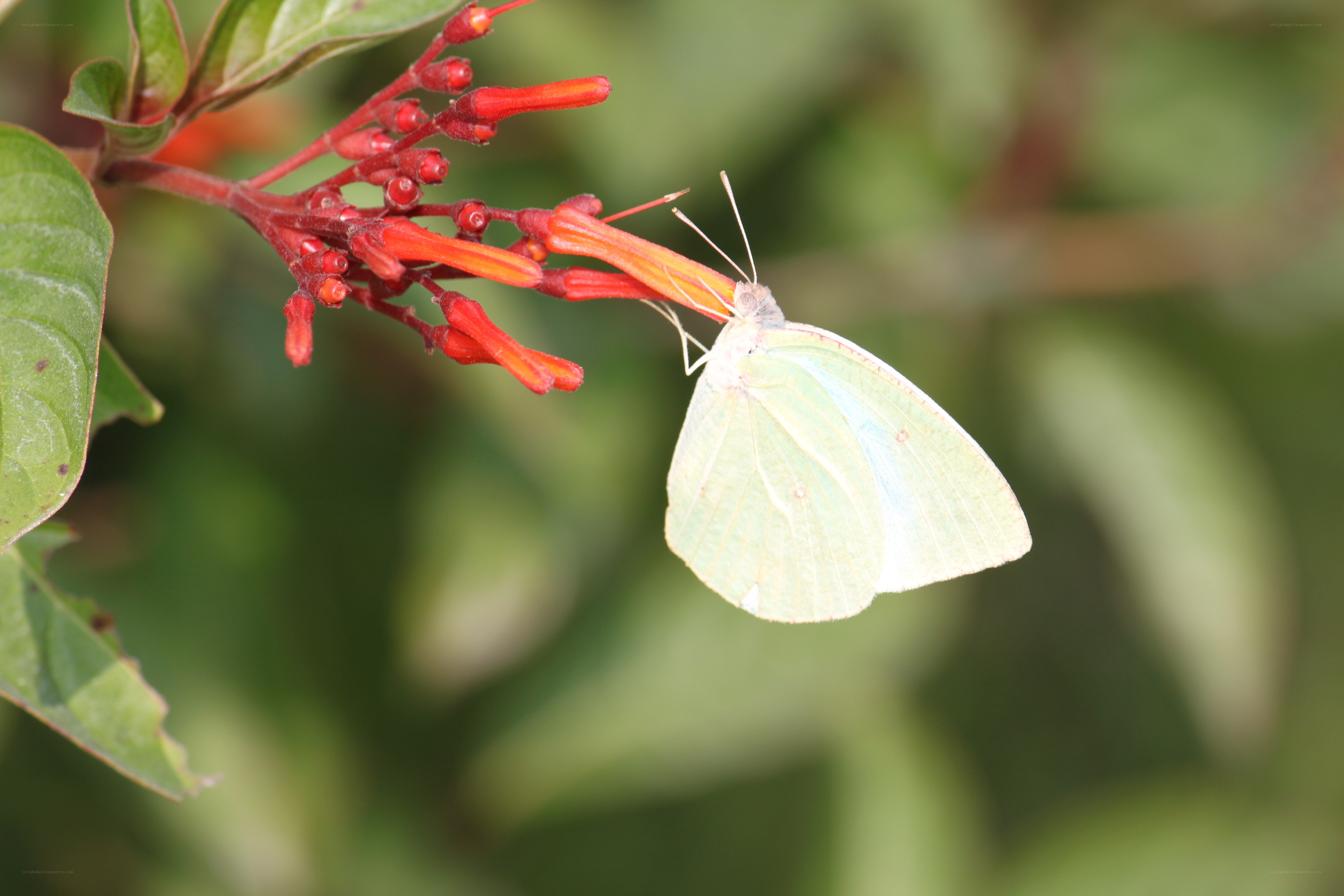 Butterfly on red flowers