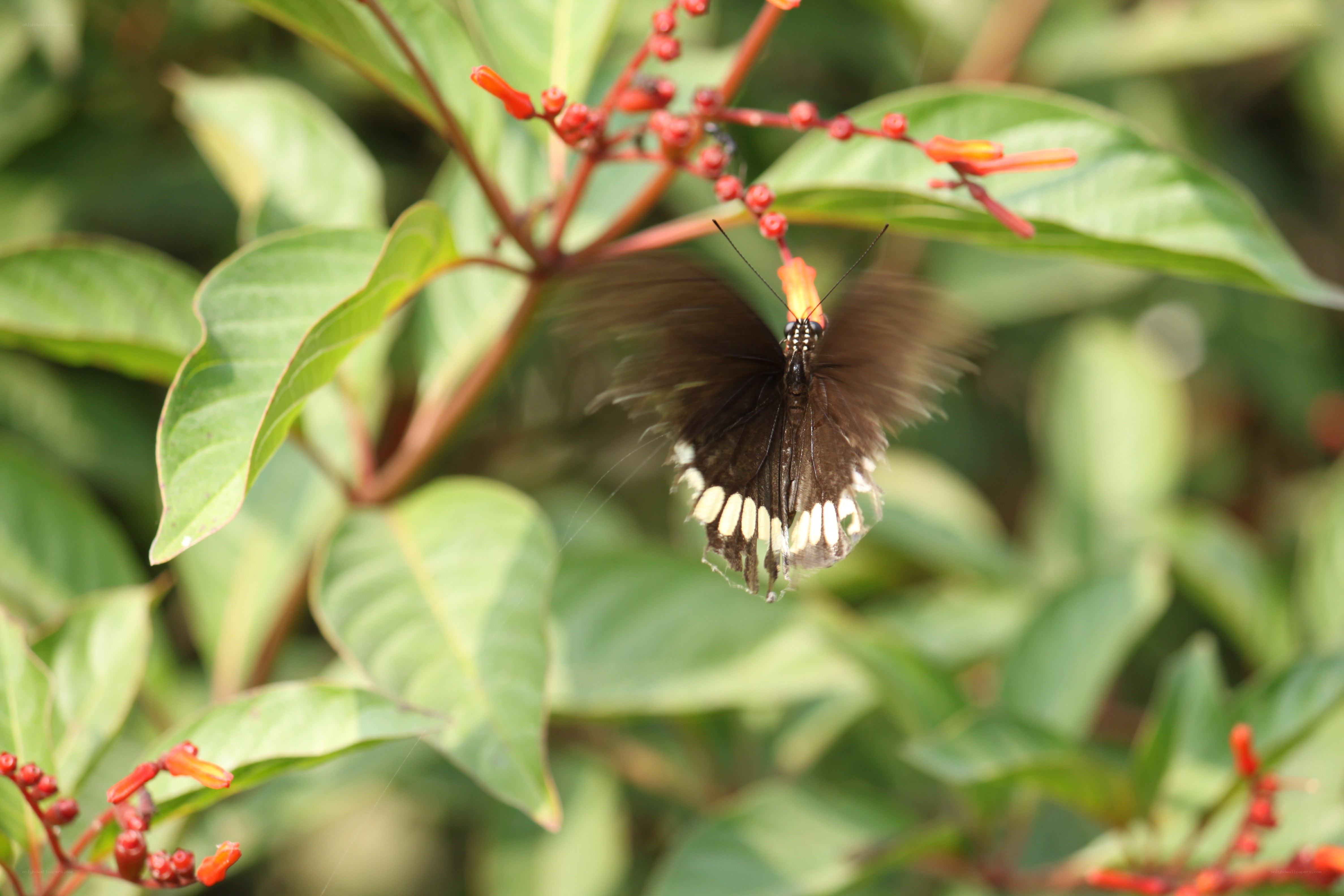 butterfly on red flowers