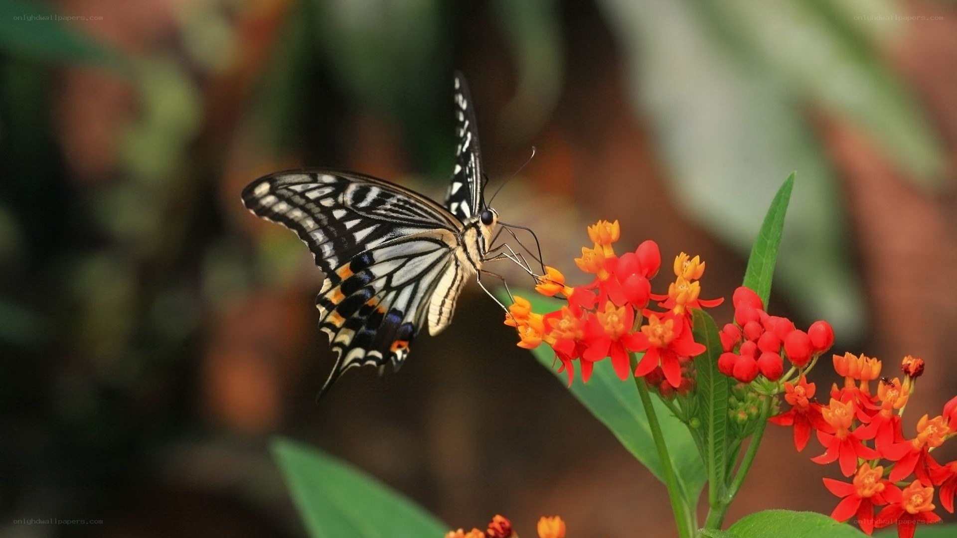 Butterfly on red flowers