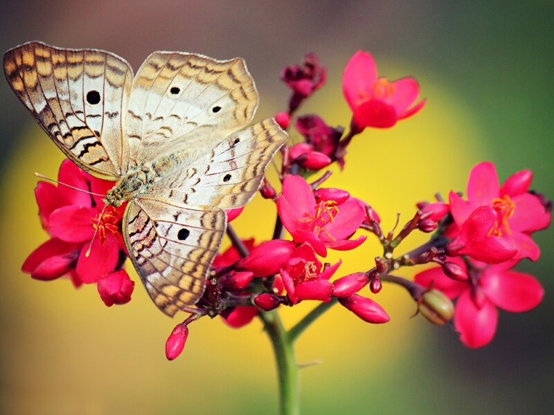 Butterfly on Red Flowers — Calm, Afternoon