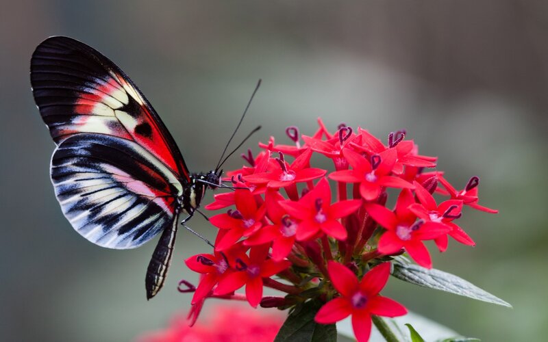 Butterfly on Red Flowers — Calm, Photograph, Leaf