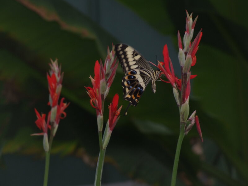 Butterfly on Red Flowers — Calm, Photograph