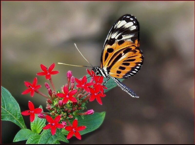 Butterfly on Red Flowers — Calm