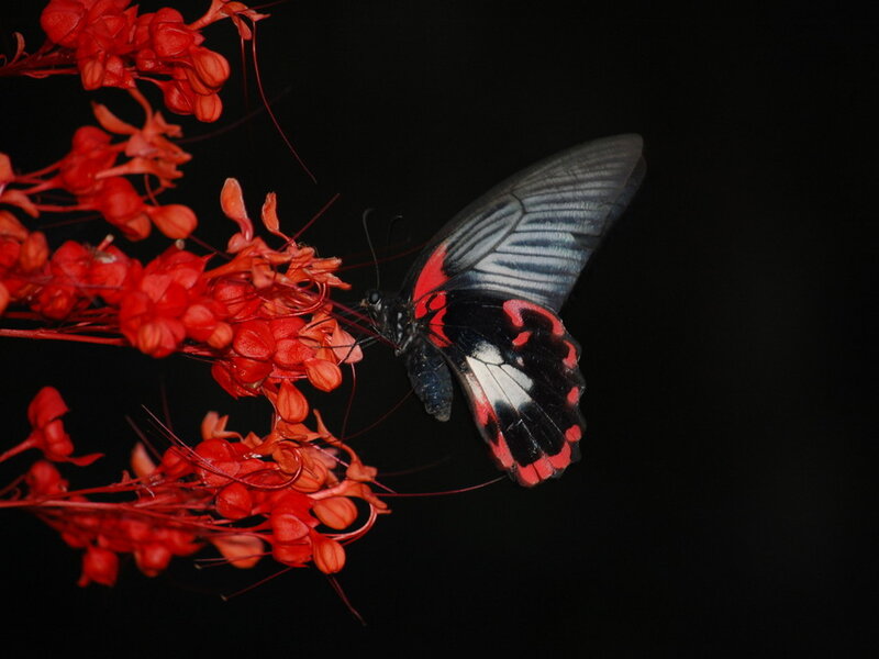 Butterfly on Red Flowers — Dramatic, Night, Photograph