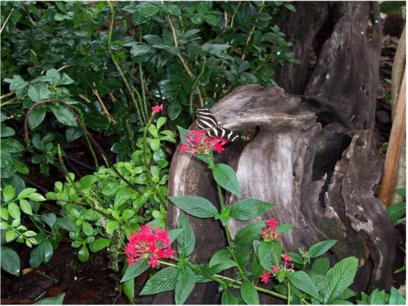 Butterfly on Red Flowers — Green