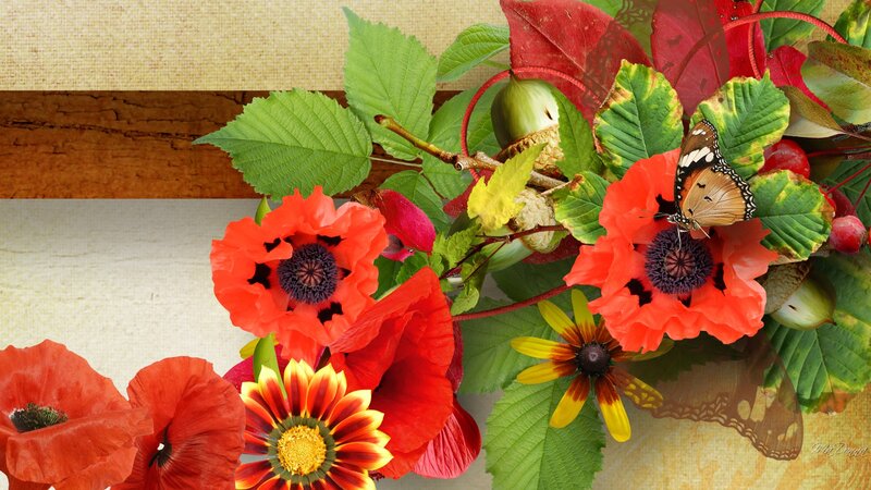 Butterfly on Red Flowers — Natural