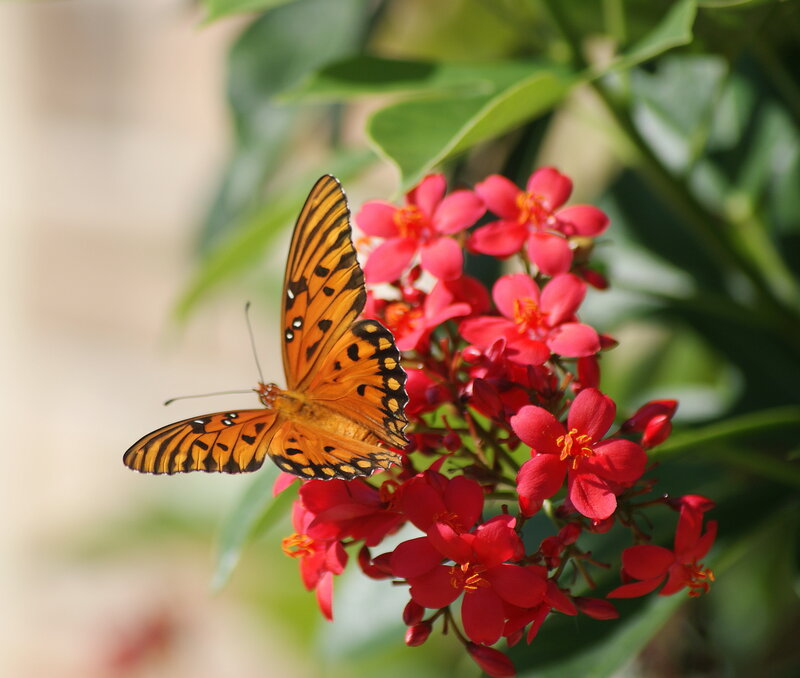 Butterfly on Red Flowers — Orange