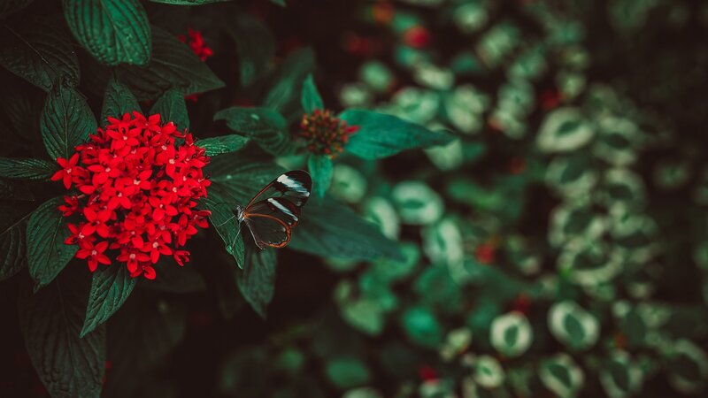 Butterfly on Red Flowers — Serene