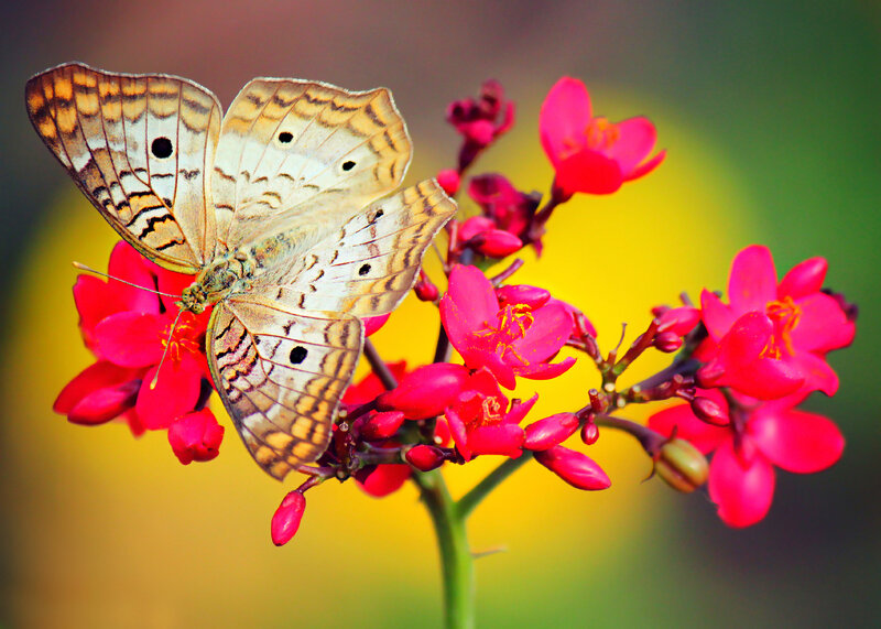 Butterfly on Red Flowers — Vibrant