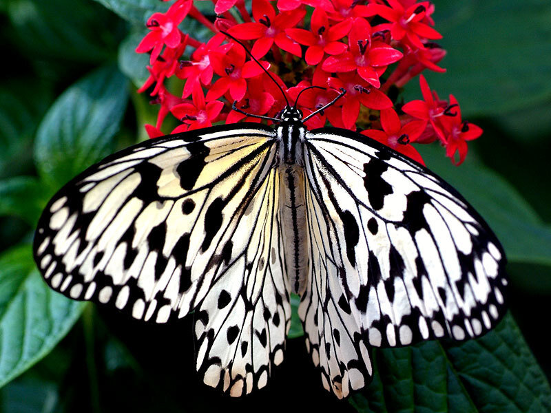 Butterfly on Red Flowers — White
