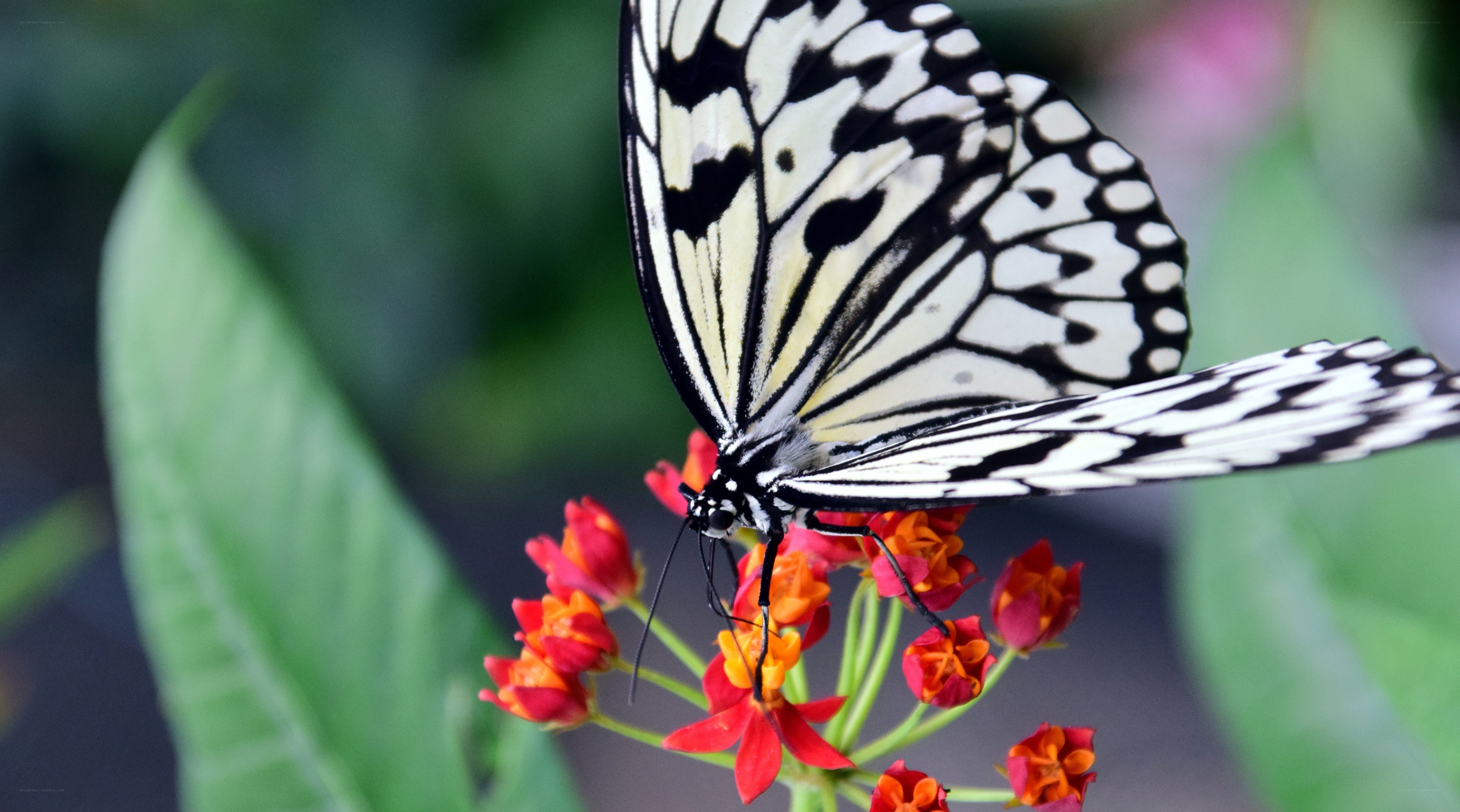 Butterfly on red flowers