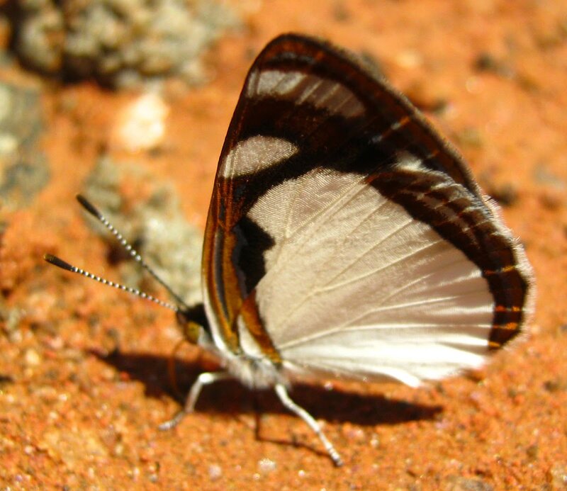 Butterfly on Red Ground