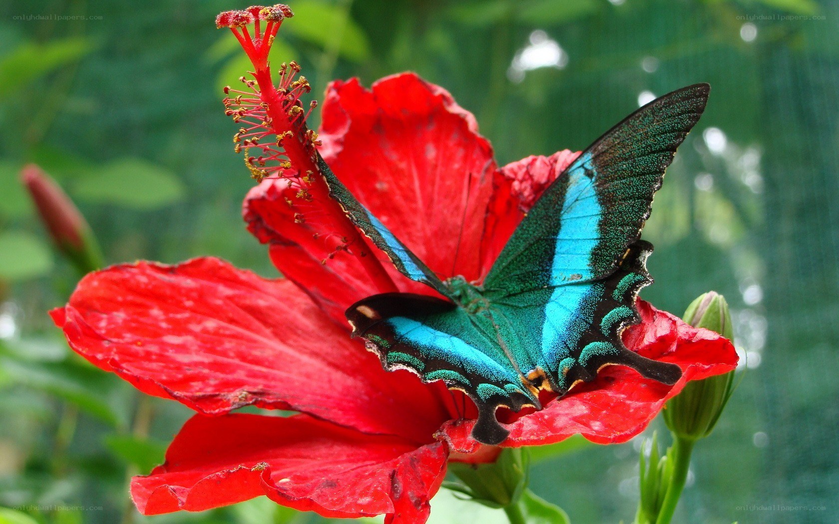 butterfly on red hibiscus