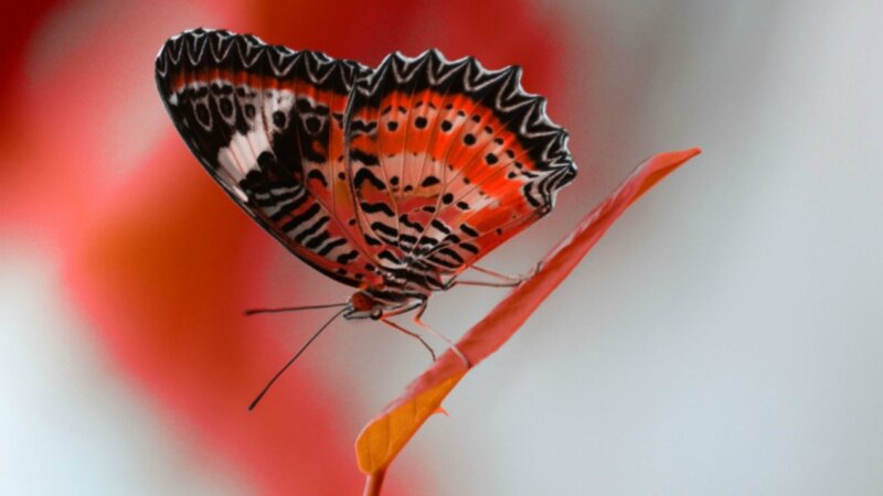 Butterfly on Red Leaf — Calm