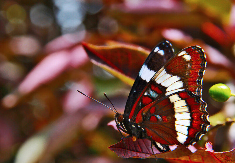 Butterfly on Red Leaf — Natural