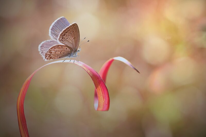 Butterfly on Red Leaf — Serene