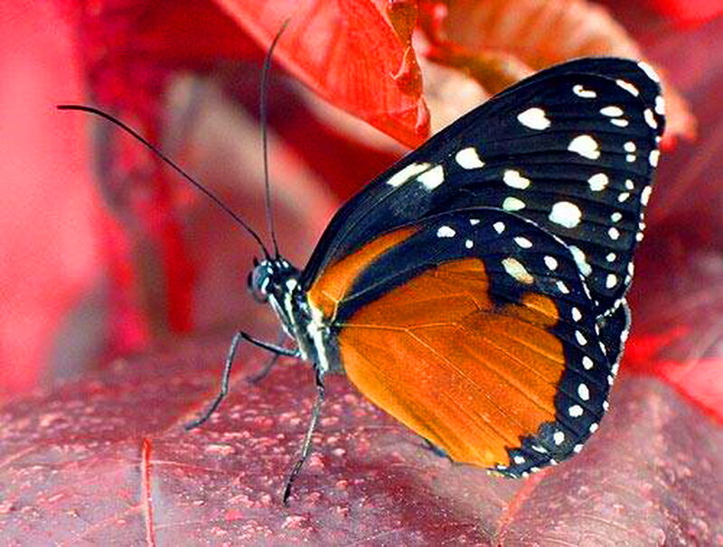 Butterfly on Red Leaf