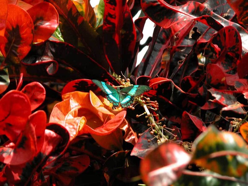 butterfly on red leaves