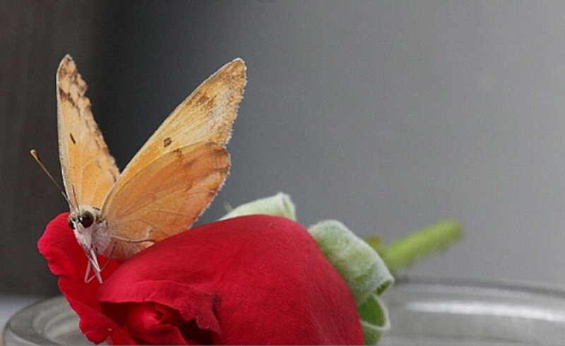Butterfly on Red Rose — Calm