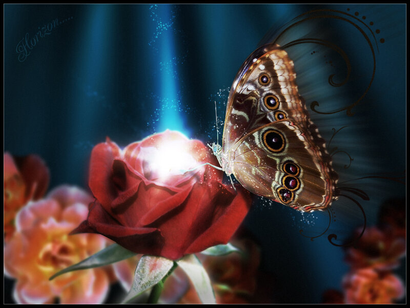 Butterfly on Red Rose — Dramatic