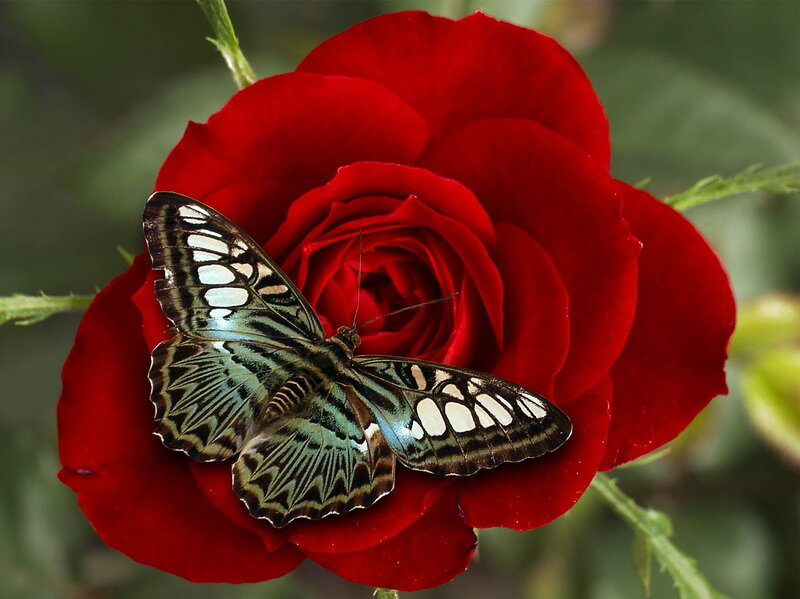 Butterfly on Red Rose — Serene, Photograph, Green Leaves