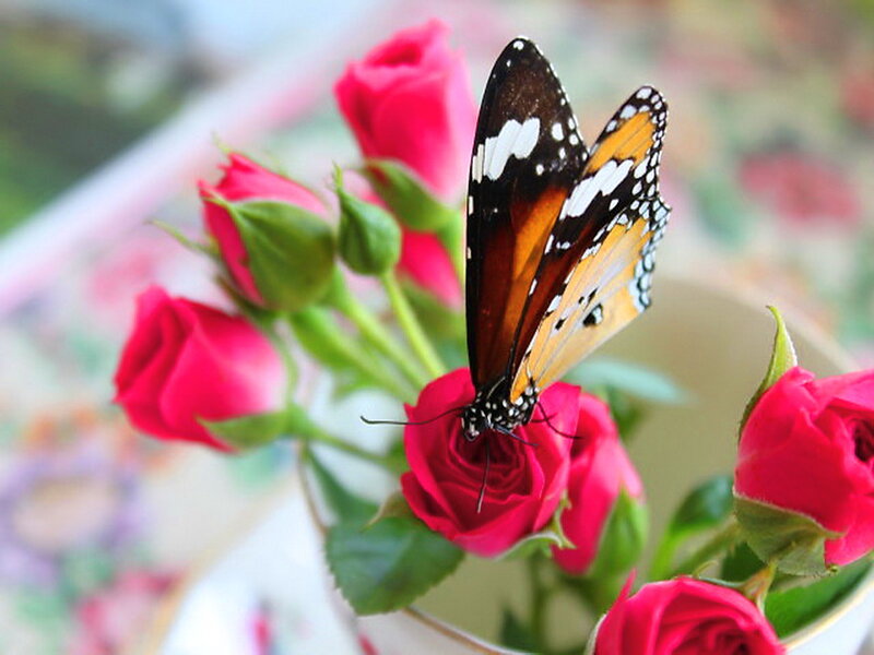 Butterfly on Red Rose — Serene, Photograph