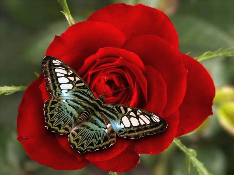 Butterfly on Red Rose — Serene