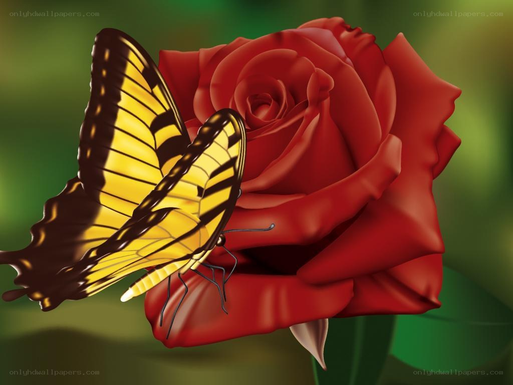 butterfly on red rose