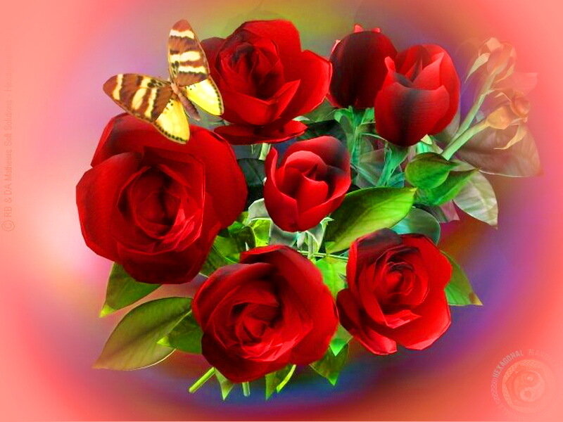 Butterfly on Red Roses