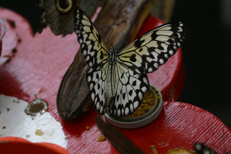 Butterfly on Red Surface