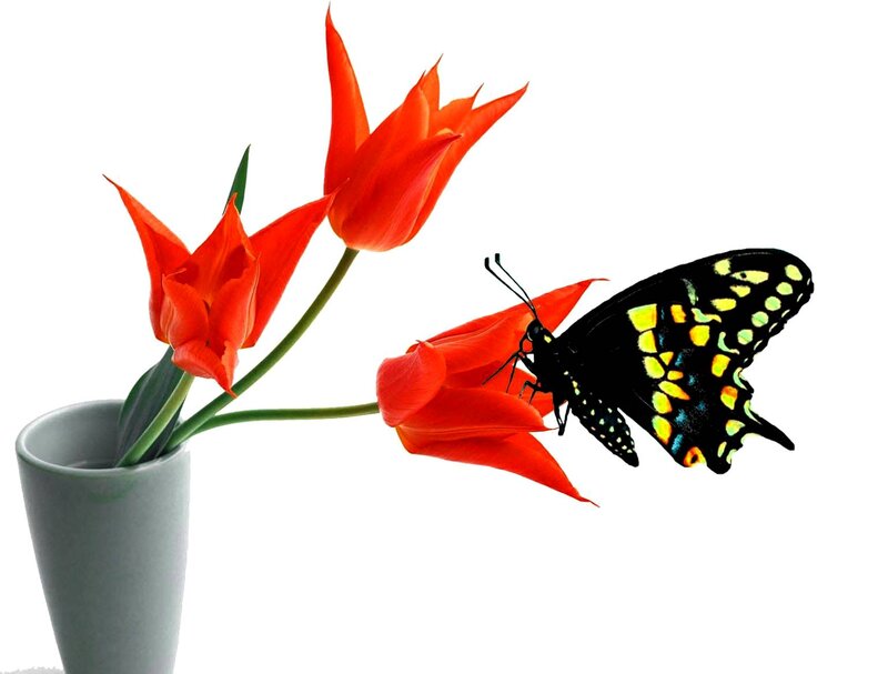 Butterfly on Red Tulip