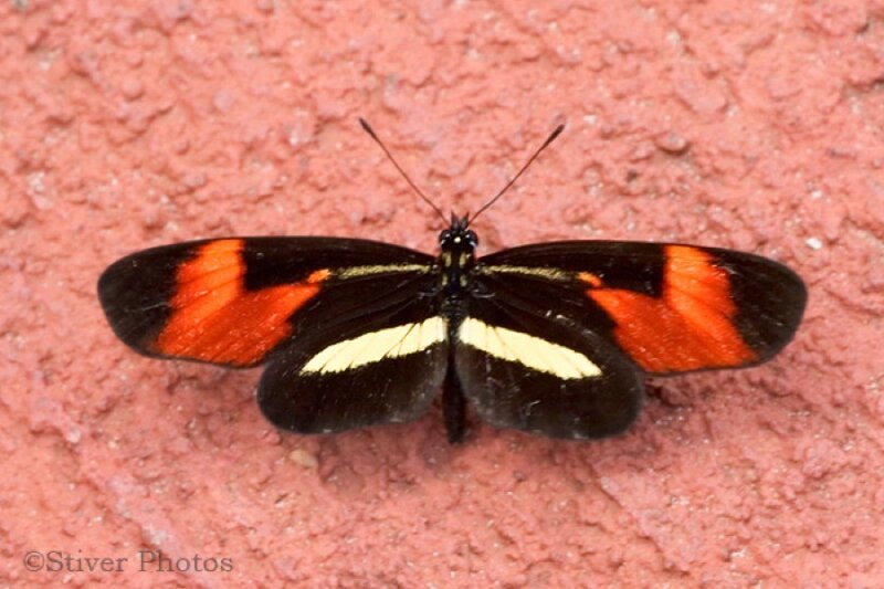 Butterfly on Red Wall