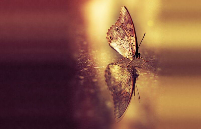 Butterfly on reflective surface