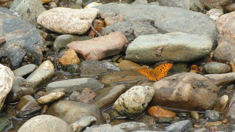 Butterfly on river rocks