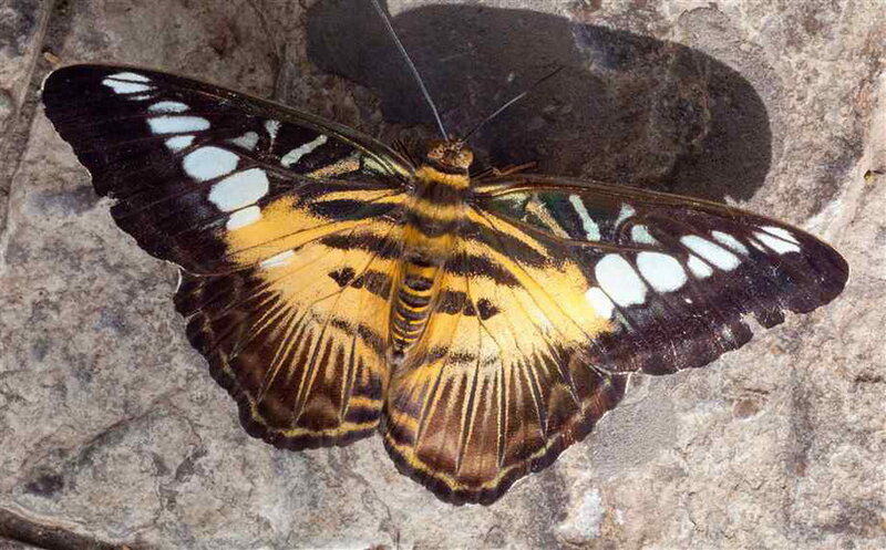 Butterfly on Rock — Black