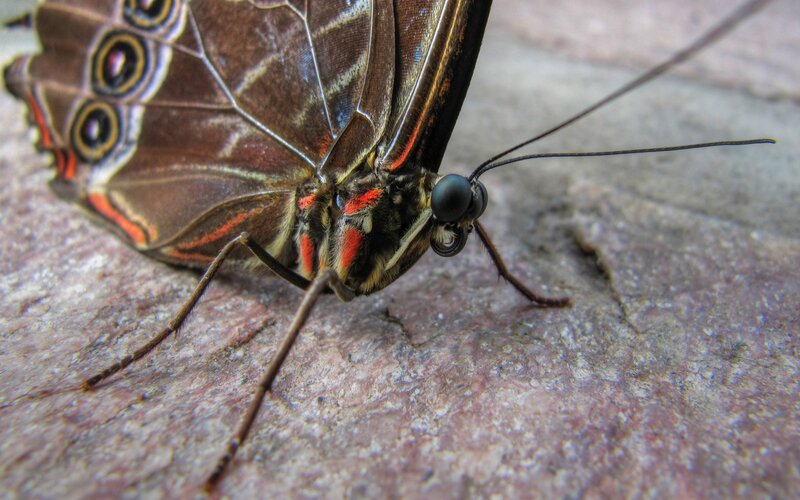 Butterfly on Rock — Brown, Calm