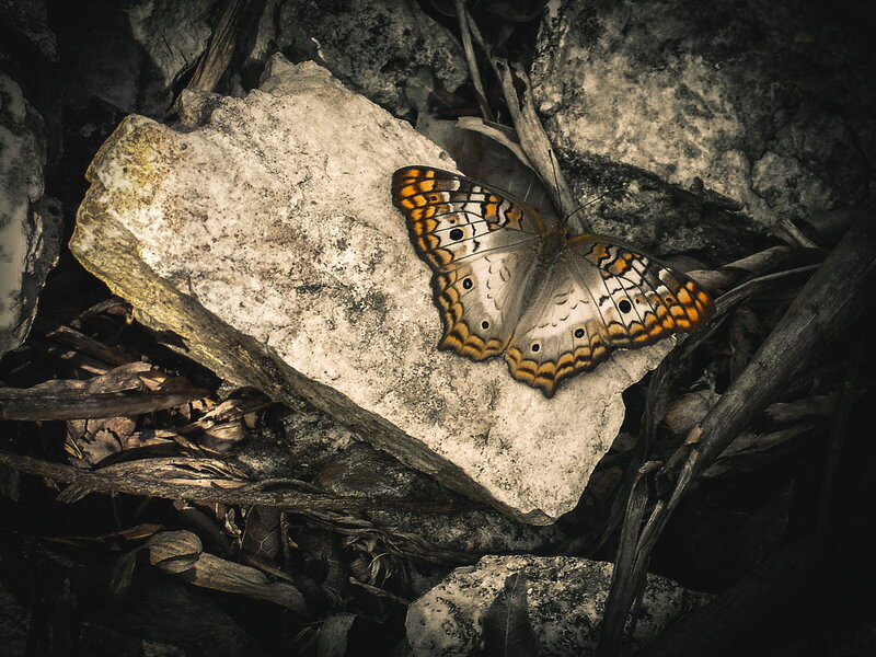 Butterfly on Rock — Brown