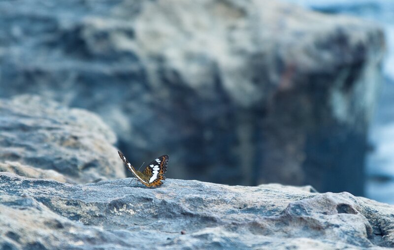 Butterfly on Rock — Gray