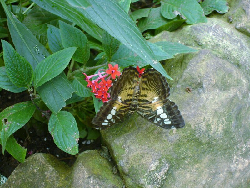 Butterfly on Rock — Green