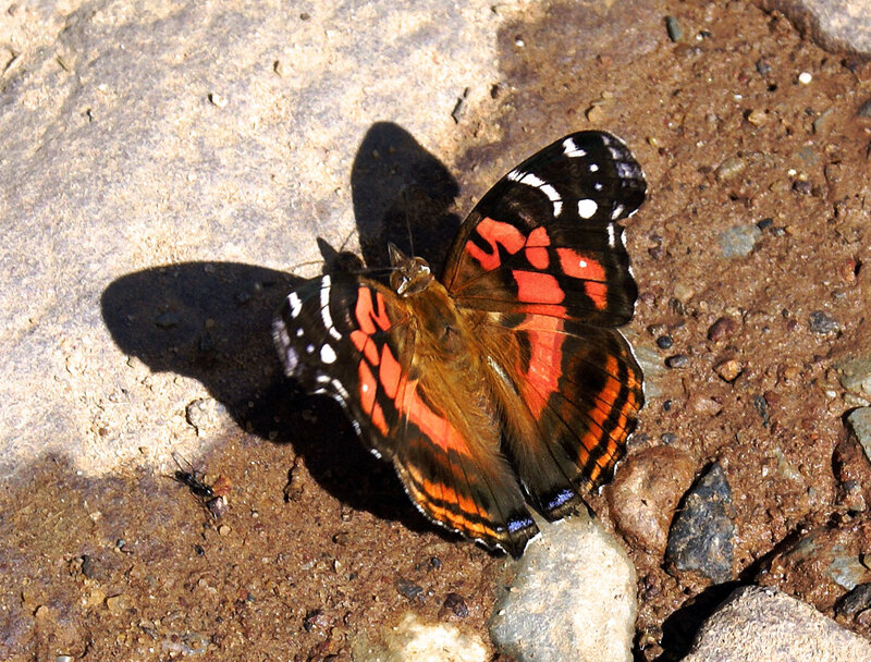 Butterfly on Rock