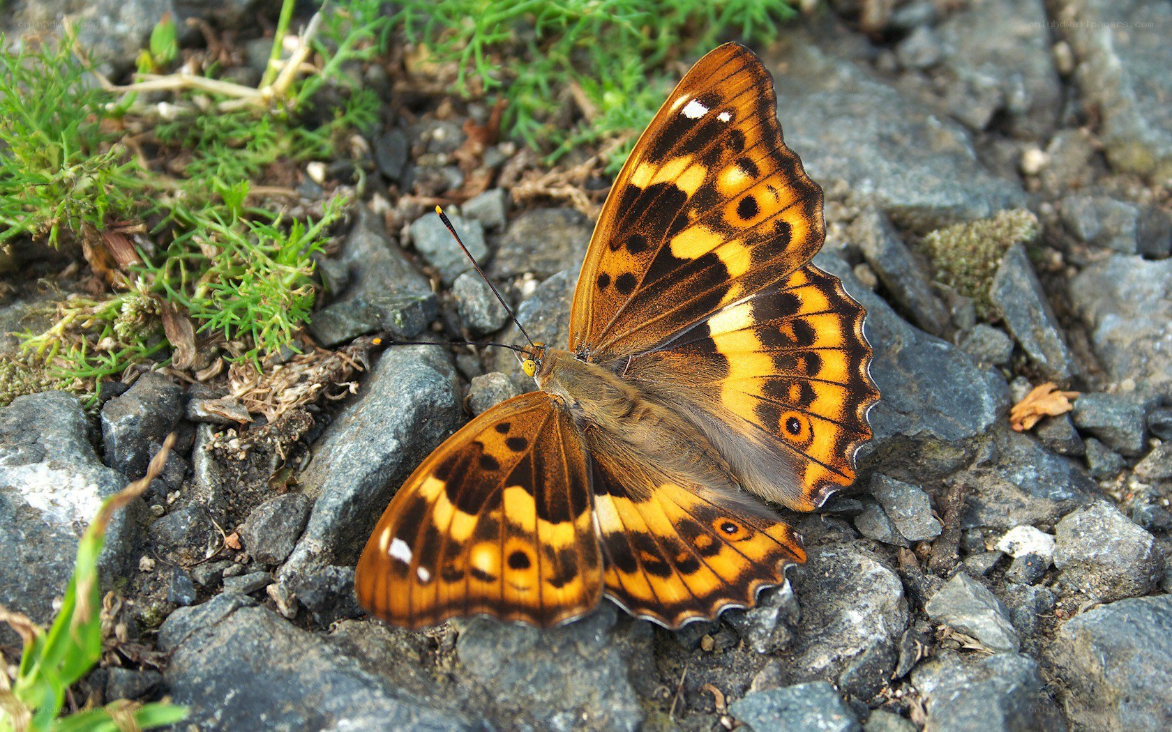 butterfly on rocky ground