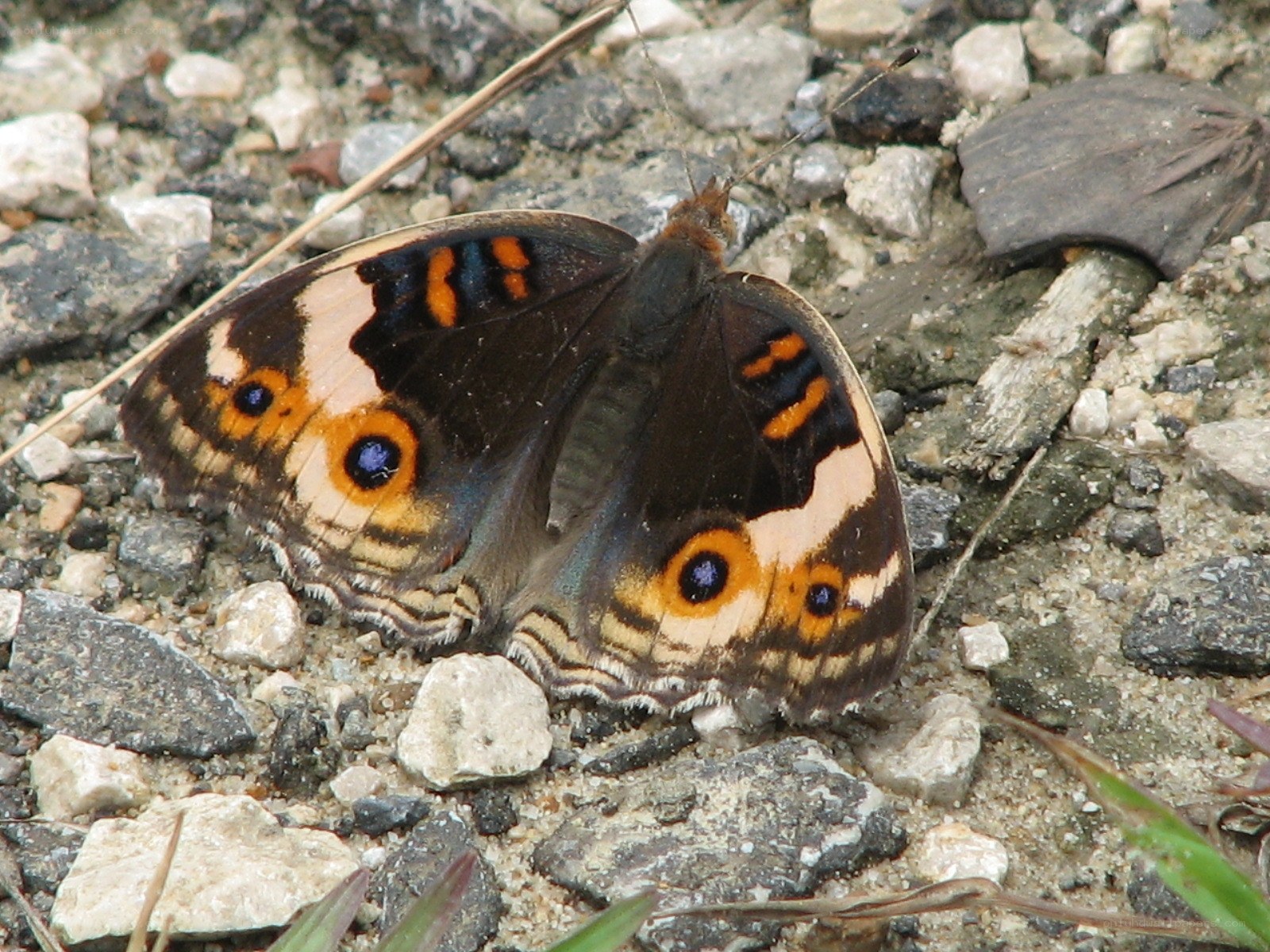 butterfly on rocky ground