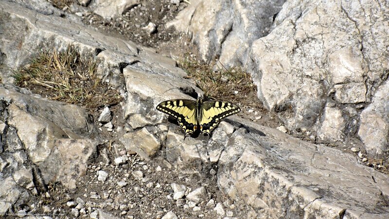 Butterfly on rocky terrain
