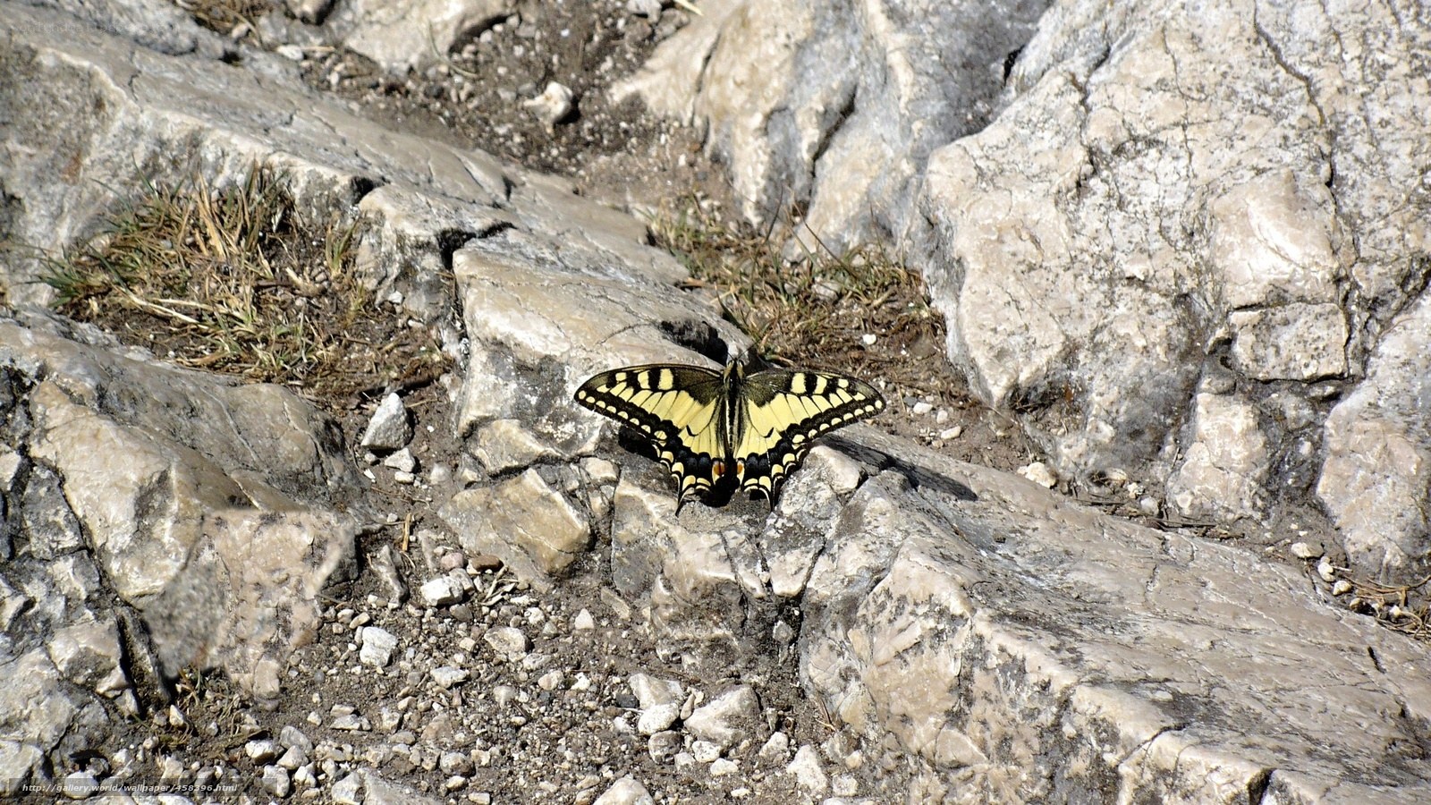 Butterfly on rocky terrain