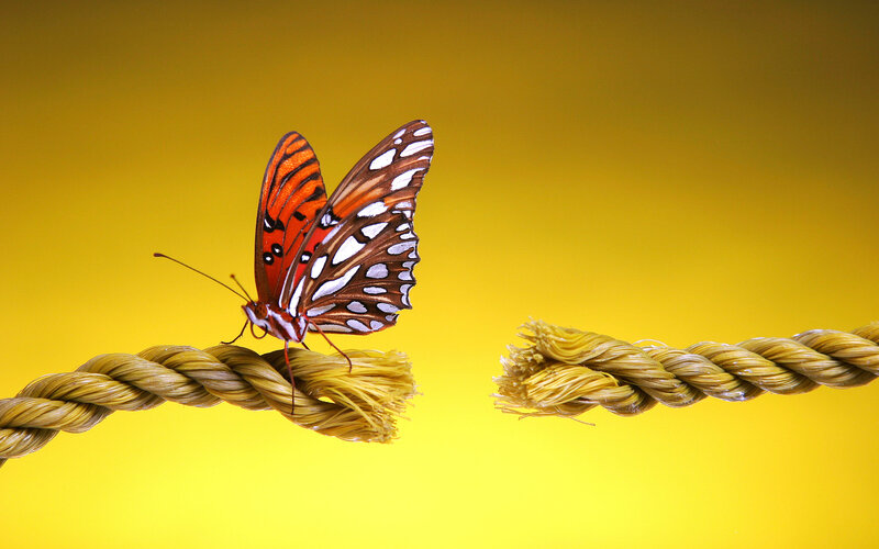 Butterfly on Rope