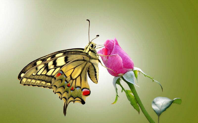Butterfly on Rose Bud — Green, Serene