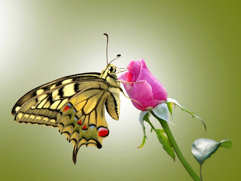 Butterfly on Rose Bud — Green
