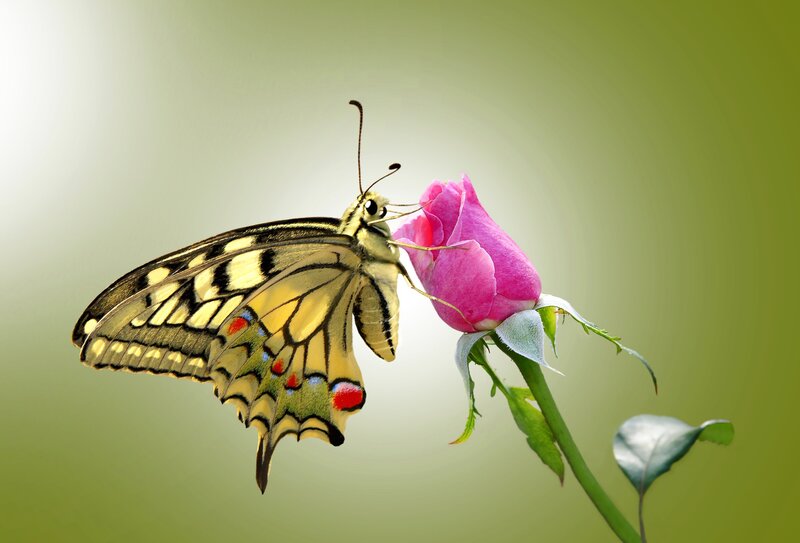 Butterfly on Rose Bud